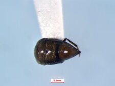 Neoplea striola à l