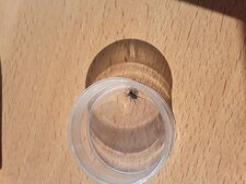 Araignée lycosidae