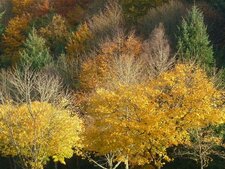 Biodiversité urbaine