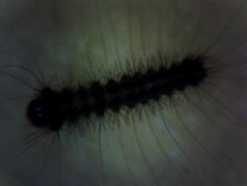 Chenille de papillon