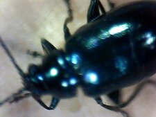 Chrysomèle (Alticiné)