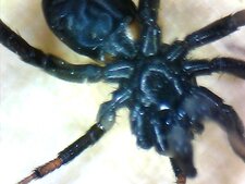 Araignée sp.