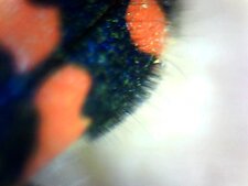 Mylabris variabilis