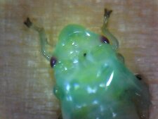 Auchenorrhyche