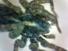 Araignée sp.