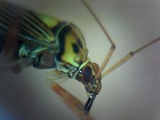 Mouche-Scorpion