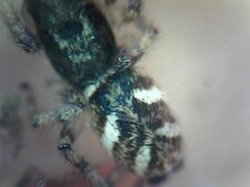 Salticidae sp.