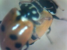 Hippodomia variegata