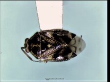 Deraeocoris nebulosus