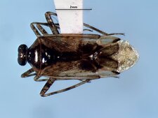 Eustictus salicicola