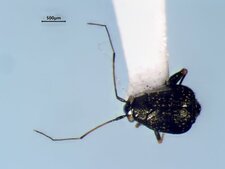 Microtechnites bractatus