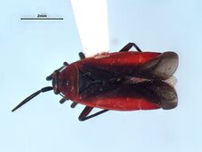 Lopidea instabilis