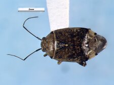 Lygus plagiatus