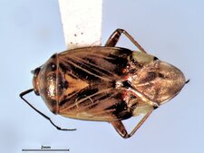 Lygus de Vanduzee (Lygus vanduzeei)