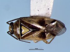 Orthops scutellatus