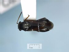 Pilophorus perplexus