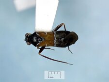 Pilophore strobicole