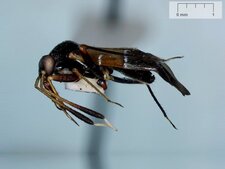 Pilophore strobicole