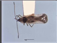 Leptopharsa oblonga