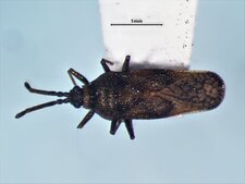 Leptohypha mutica