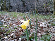 Narcisse jaune (Narcissus pseudonarcissus)