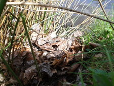 Lézard des murailles, rapiète (Podarcis muralis)