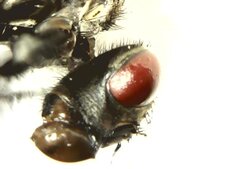 Mouche de profil avec sa langue