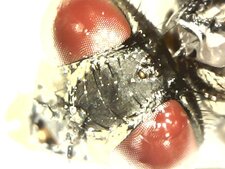 La Mouche de Baud