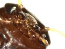 Coccinelle marron