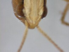 Tête de criquet