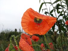 Coquelicot, Ponceau, Pavot rouge, Papaver rhoeas