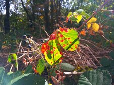 Ronce commune, ronce des bois, ronce des haies, Rubus fruticosus