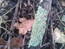 Lichen squamuleux