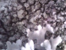 Lichen observé au microscope