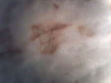 Pétale de rose vu au microscope numérique.