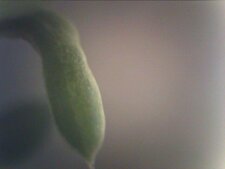Feuille d