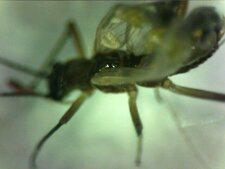 insecte volant