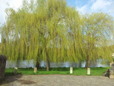 Saule pleureur