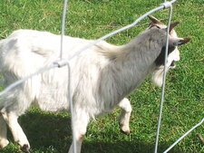 Une chèvre