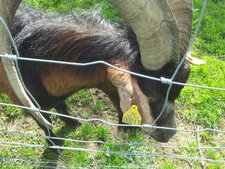 Un bouc