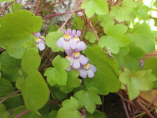 2013 06070001