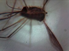 Moustique