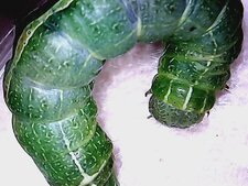 Chenille verte