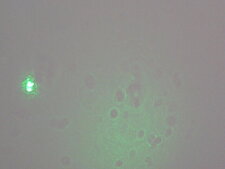 microbe/bactérie
