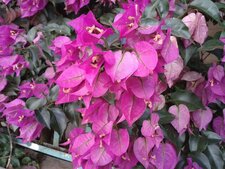 Flower Rose