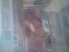 abeille
