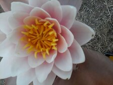Nénuphar
