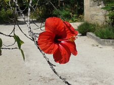 Hibiscus rosa-sinensis