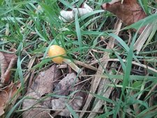 Bolbitie jaune d