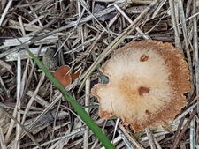 Champignon inconnu ?